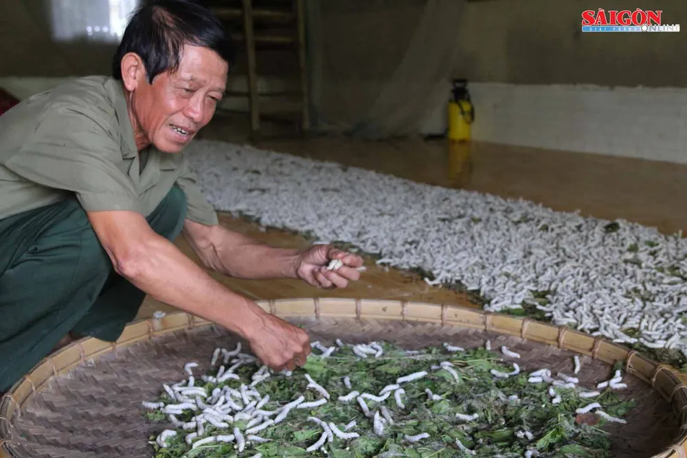 Đến xứ B'Lao xem quy trình làm ra tấm lụa cao cấp ảnh 2