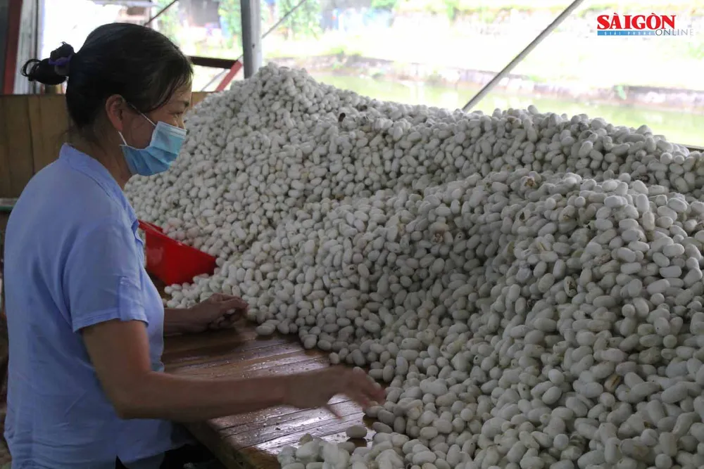 Đến xứ B'Lao xem quy trình làm ra tấm lụa cao cấp ảnh 3