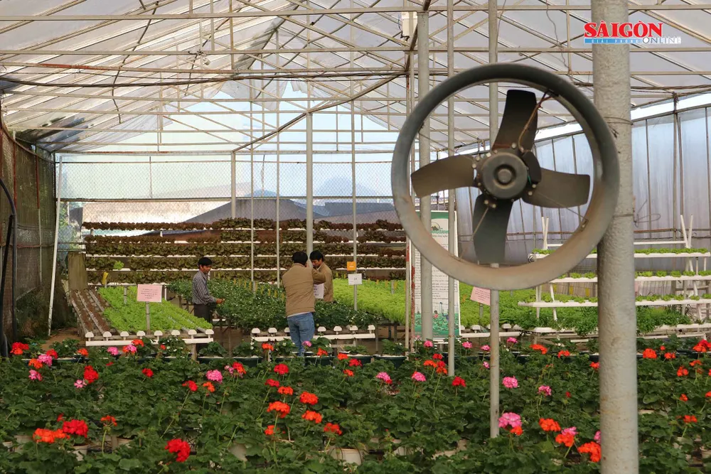 Nông trại Đà Lạt thu nhỏ trong “hộp xanh“ ảnh 11