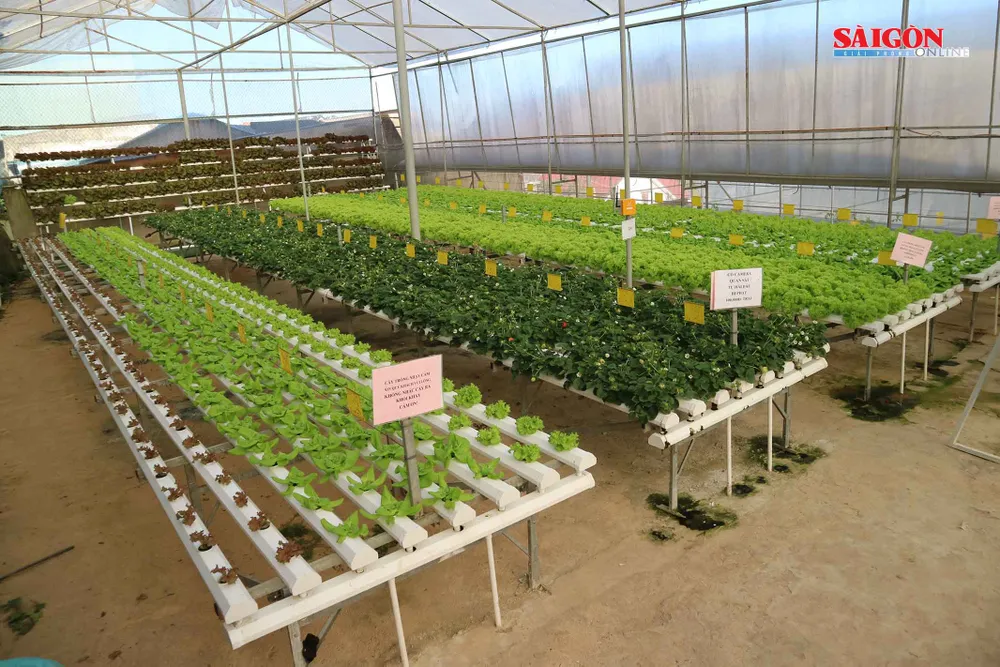 Nông trại Đà Lạt thu nhỏ trong “hộp xanh“ ảnh 7