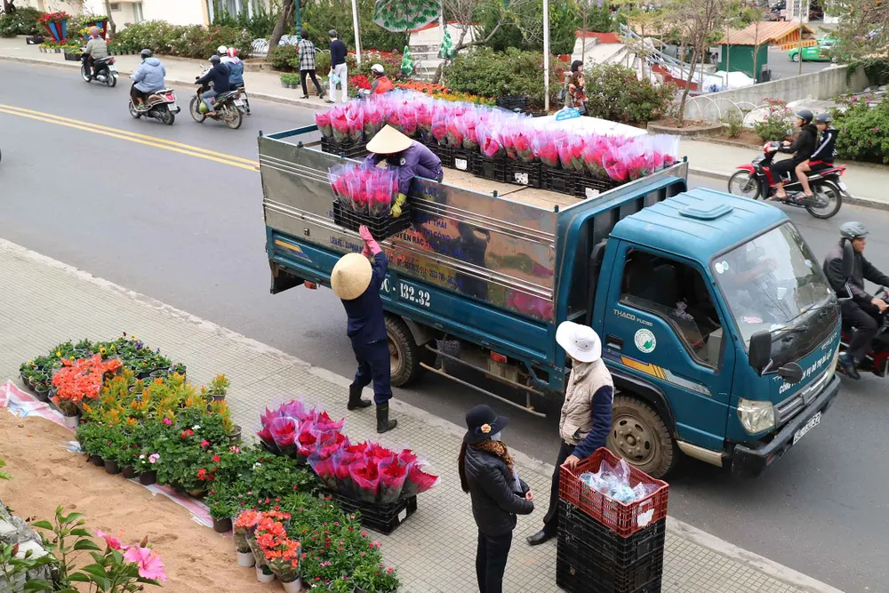 Hoa Đà Lạt tấp nập xuống phố trước thềm lễ hội ảnh 2