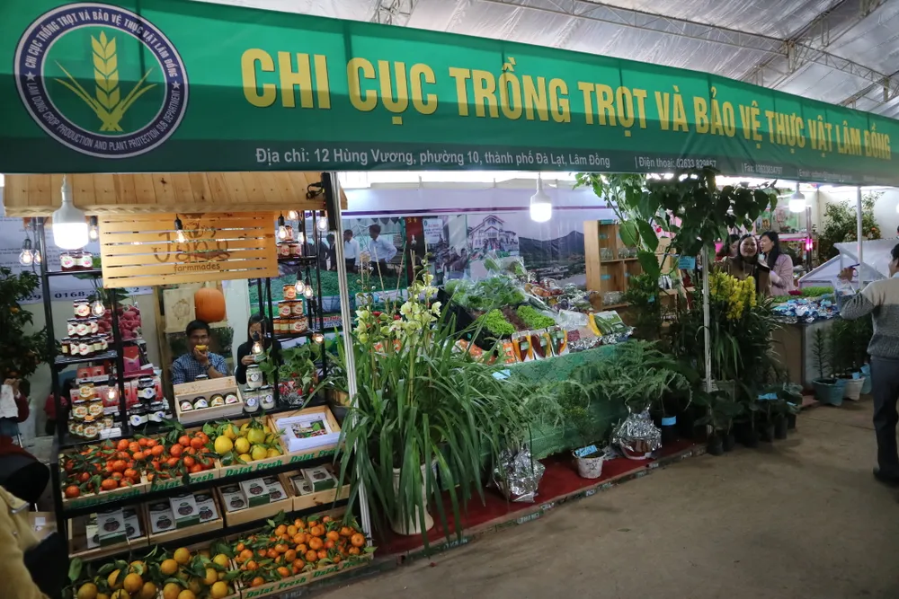 VIDEO: Du khách thăm vườn rau, hoa công nghệ cao giữa phố Đà Lạt ảnh 11