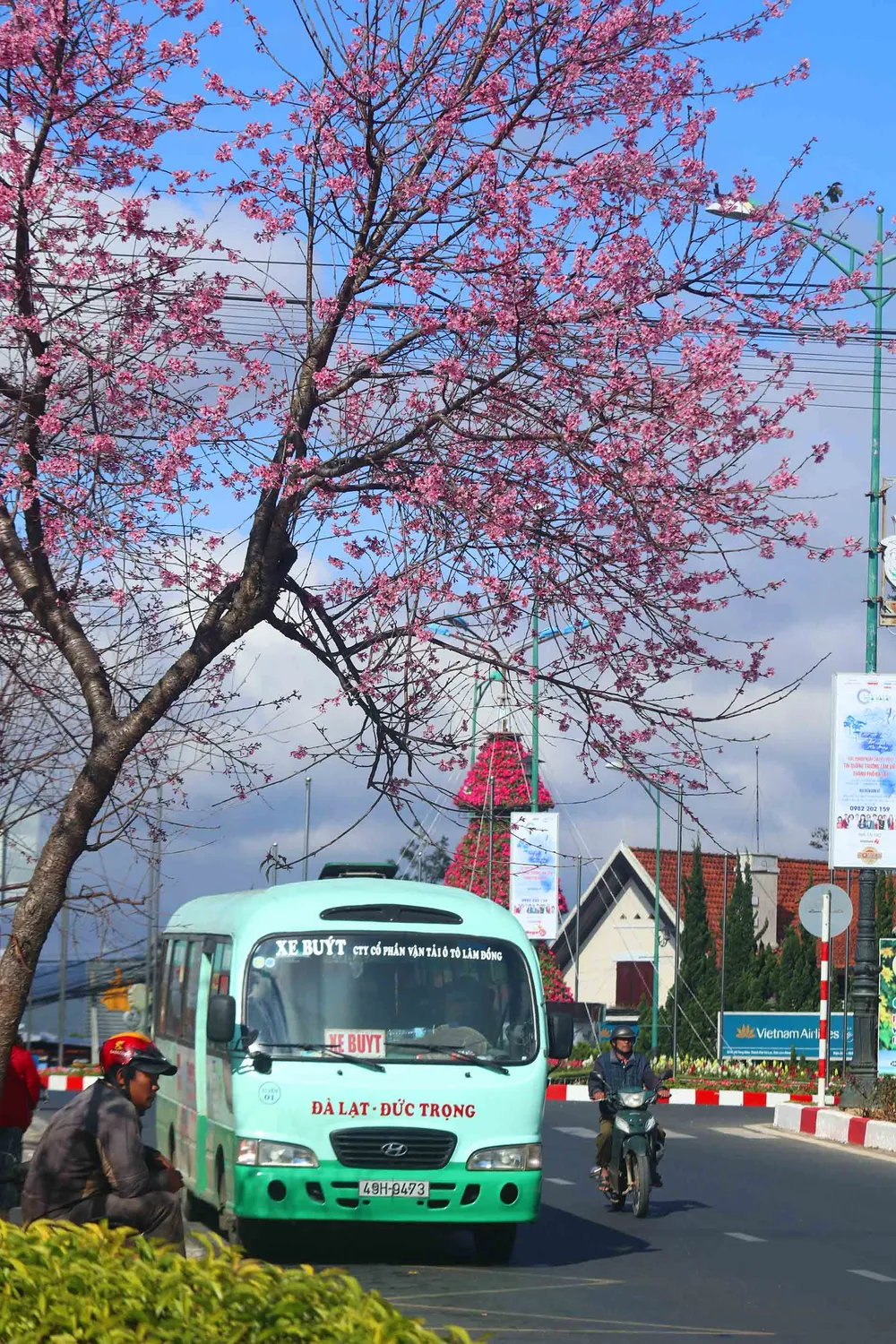 Ngắm sắc hồng lung linh của mai anh đào Đà Lạt ảnh 11