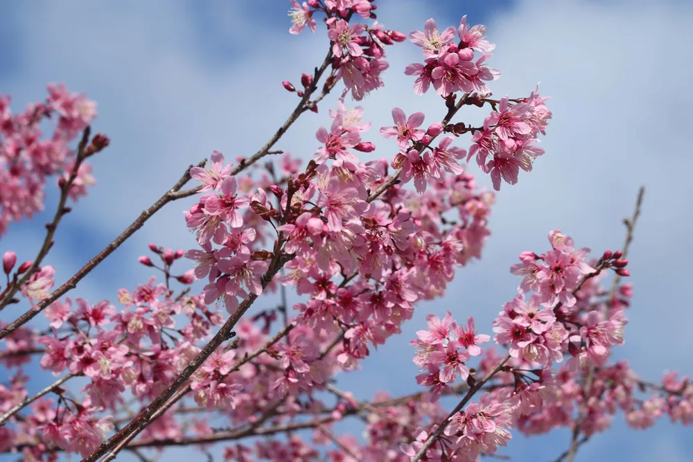 Ngắm sắc hồng lung linh của mai anh đào Đà Lạt ảnh 10