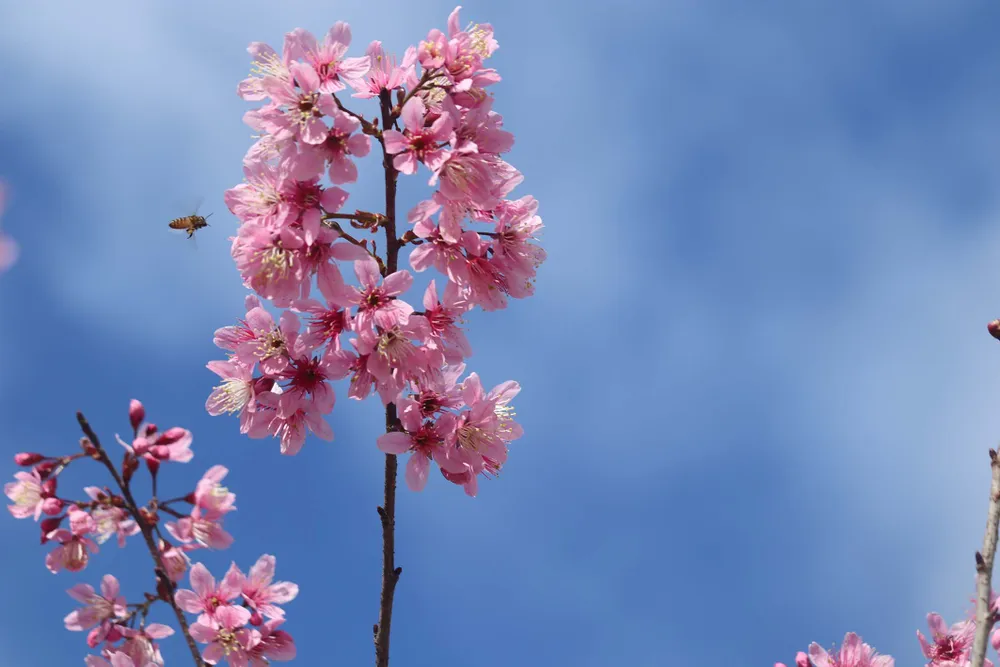 Ngắm sắc hồng lung linh của mai anh đào Đà Lạt ảnh 9