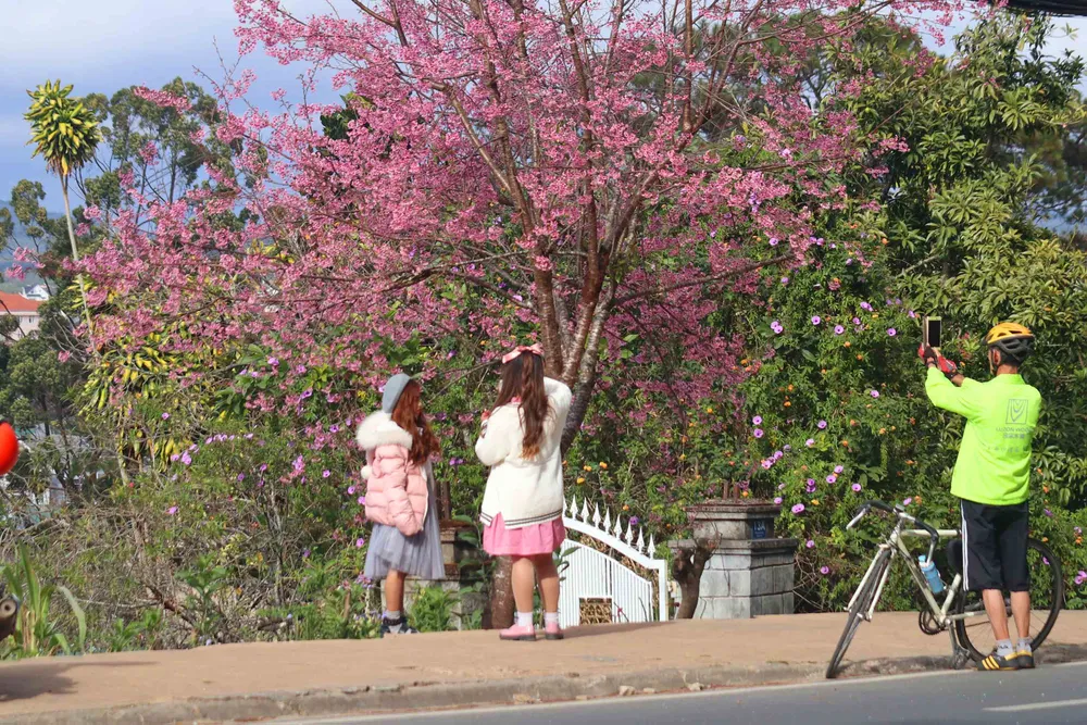 Ngắm sắc hồng lung linh của mai anh đào Đà Lạt ảnh 1