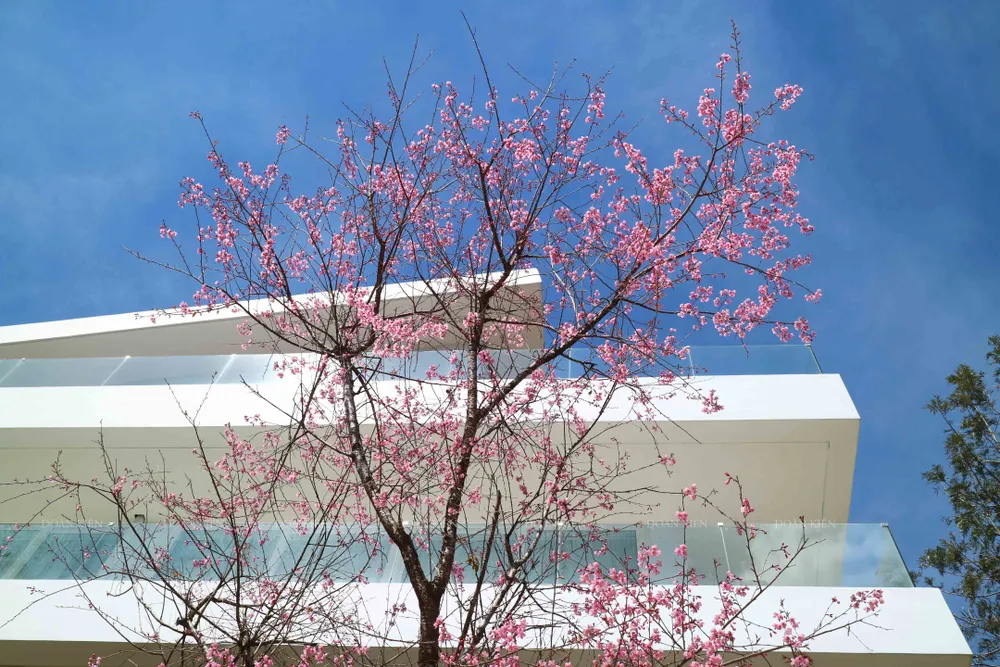 Ngắm sắc hồng lung linh của mai anh đào Đà Lạt ảnh 5