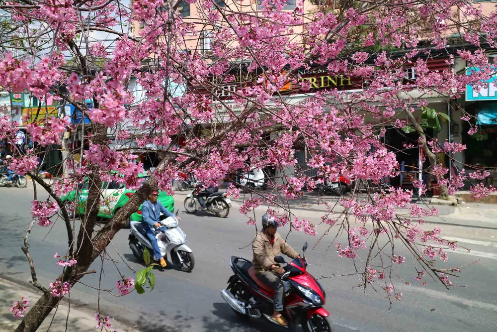 Ngắm sắc hồng lung linh của mai anh đào Đà Lạt ảnh 4