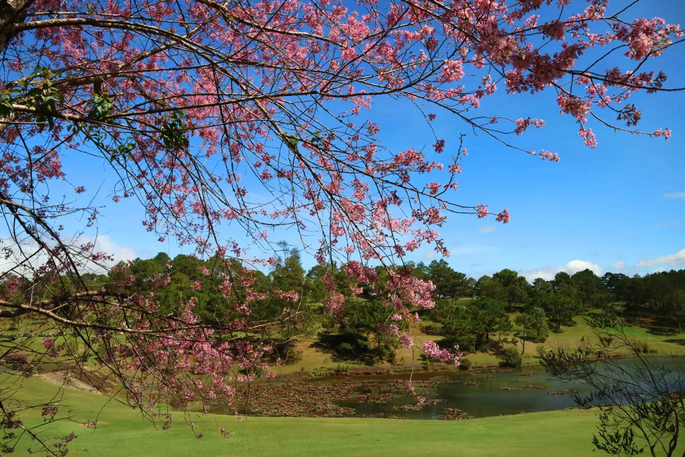 Ngắm sắc hồng lung linh của mai anh đào Đà Lạt ảnh 6