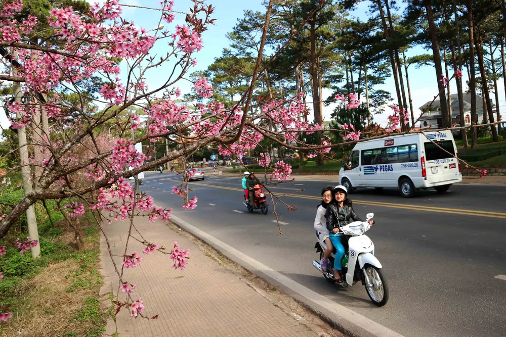 Ngắm sắc hồng lung linh của mai anh đào Đà Lạt ảnh 3