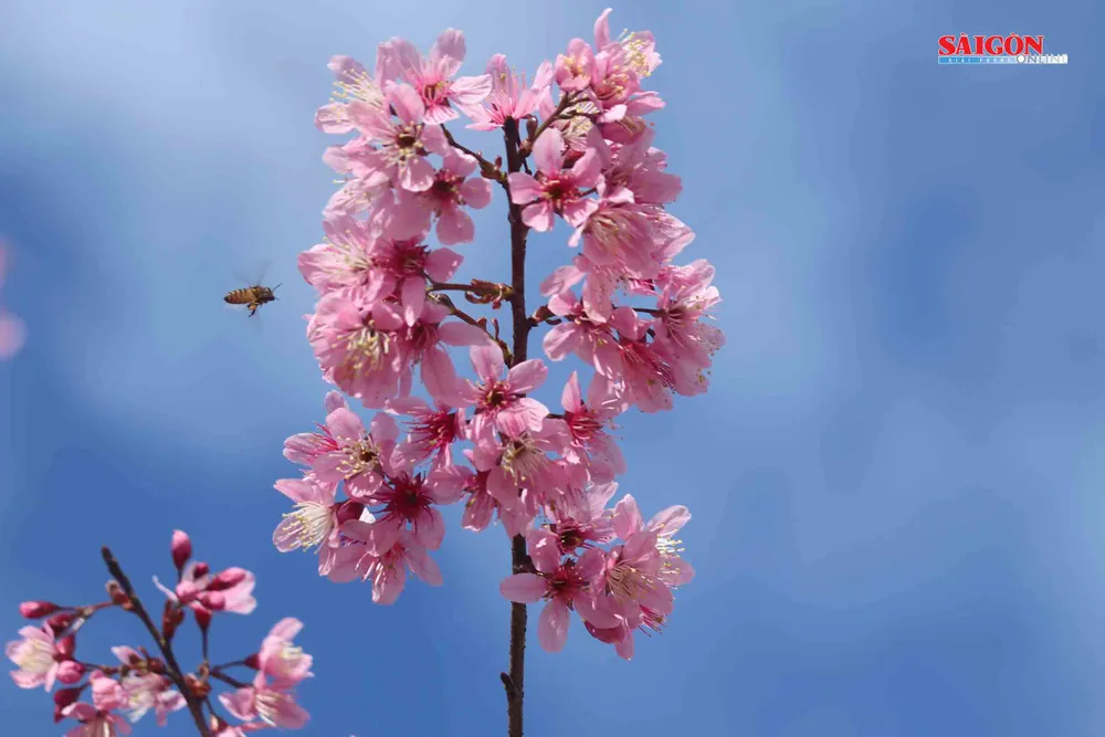 Mai anh đào Đà Lạt nở rộ khắp phố, 10 ngày nữa mới khai hội ảnh 10
