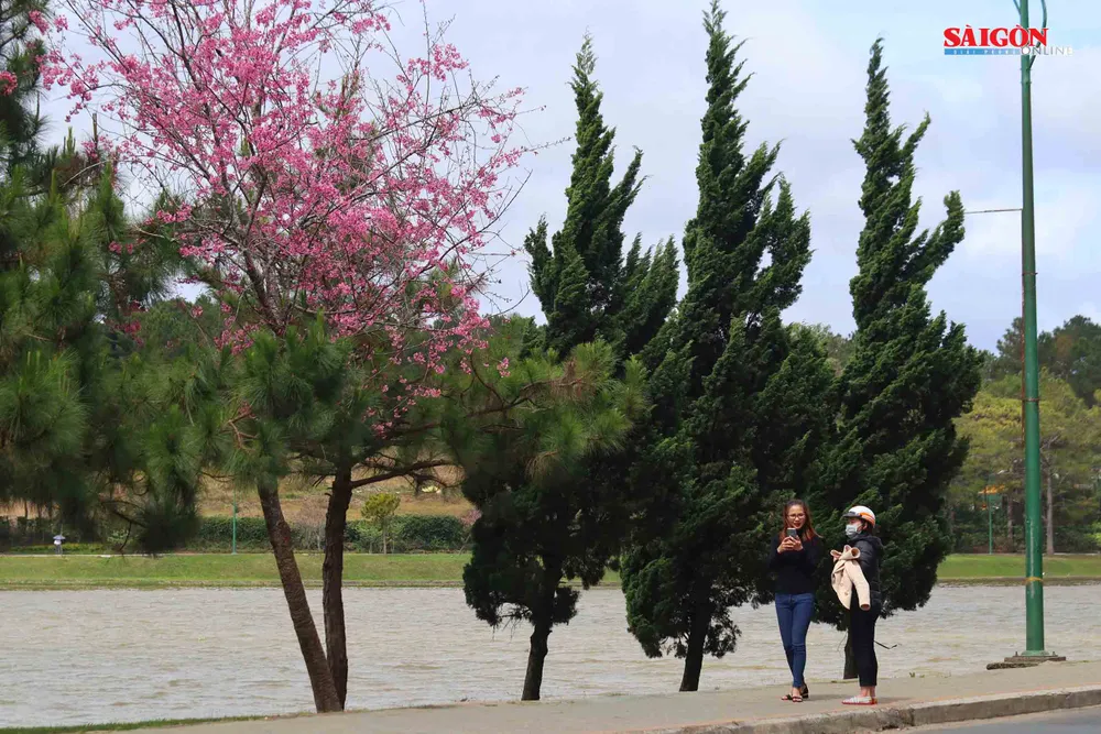 Mai anh đào Đà Lạt nở rộ khắp phố, 10 ngày nữa mới khai hội ảnh 6