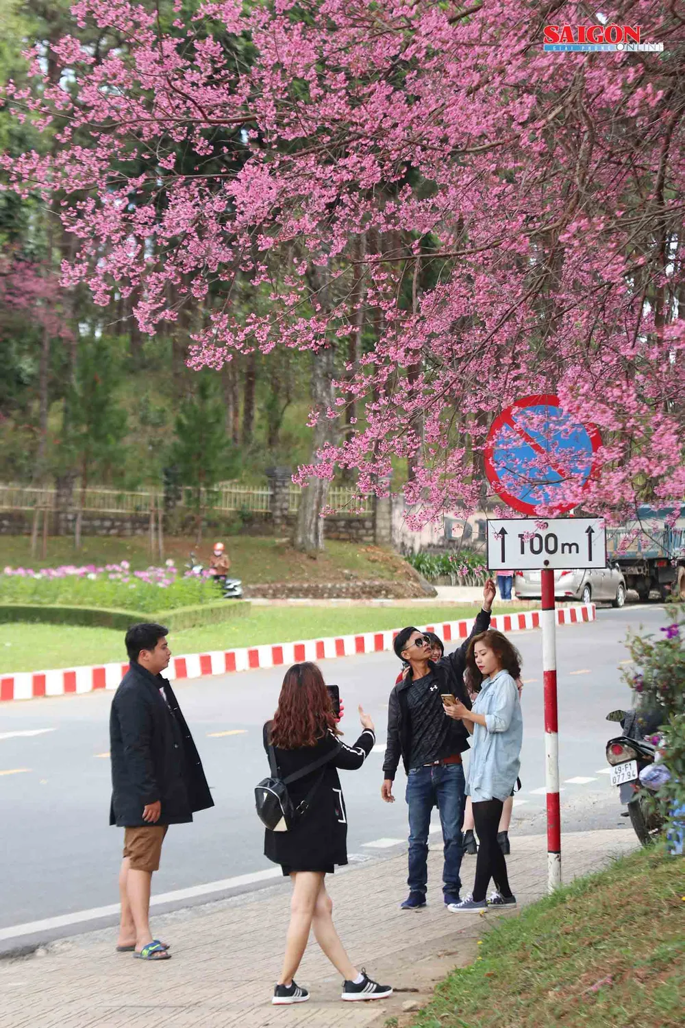 Mai anh đào Đà Lạt nở rộ khắp phố, 10 ngày nữa mới khai hội ảnh 5