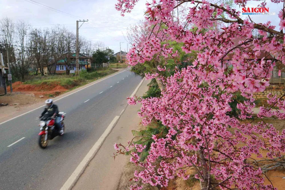 Mai anh đào Đà Lạt nở rộ khắp phố, 10 ngày nữa mới khai hội ảnh 4