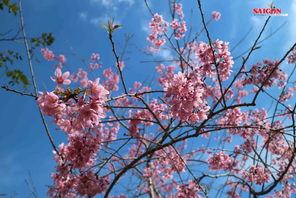 Mai anh đào Đà Lạt nở rộ khắp phố, 10 ngày nữa mới khai hội ảnh 9