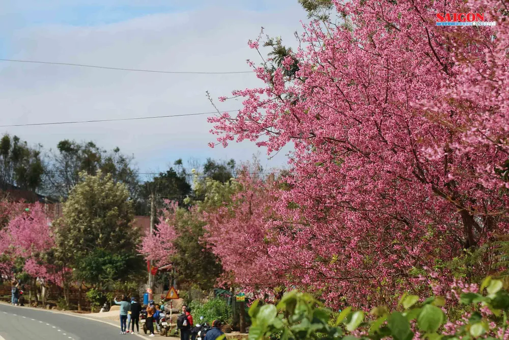 Mai anh đào Đà Lạt nở rộ khắp phố, 10 ngày nữa mới khai hội ảnh 11
