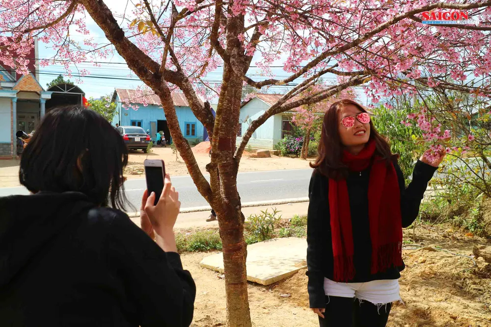 Mai anh đào Đà Lạt nở rộ khắp phố, 10 ngày nữa mới khai hội ảnh 3