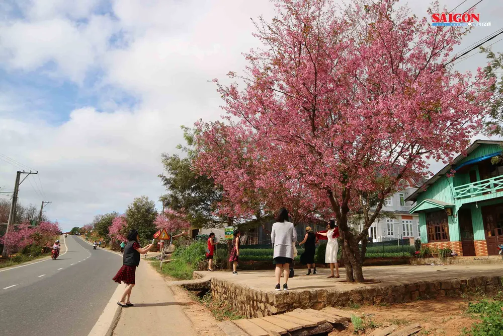 Mai anh đào Đà Lạt nở rộ khắp phố, 10 ngày nữa mới khai hội ảnh 2