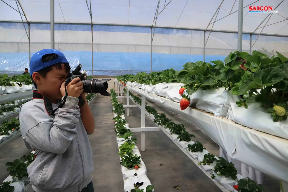 Không gian mới lạ trên vùng trà cổ Cầu Đất - Đà Lạt ảnh 12