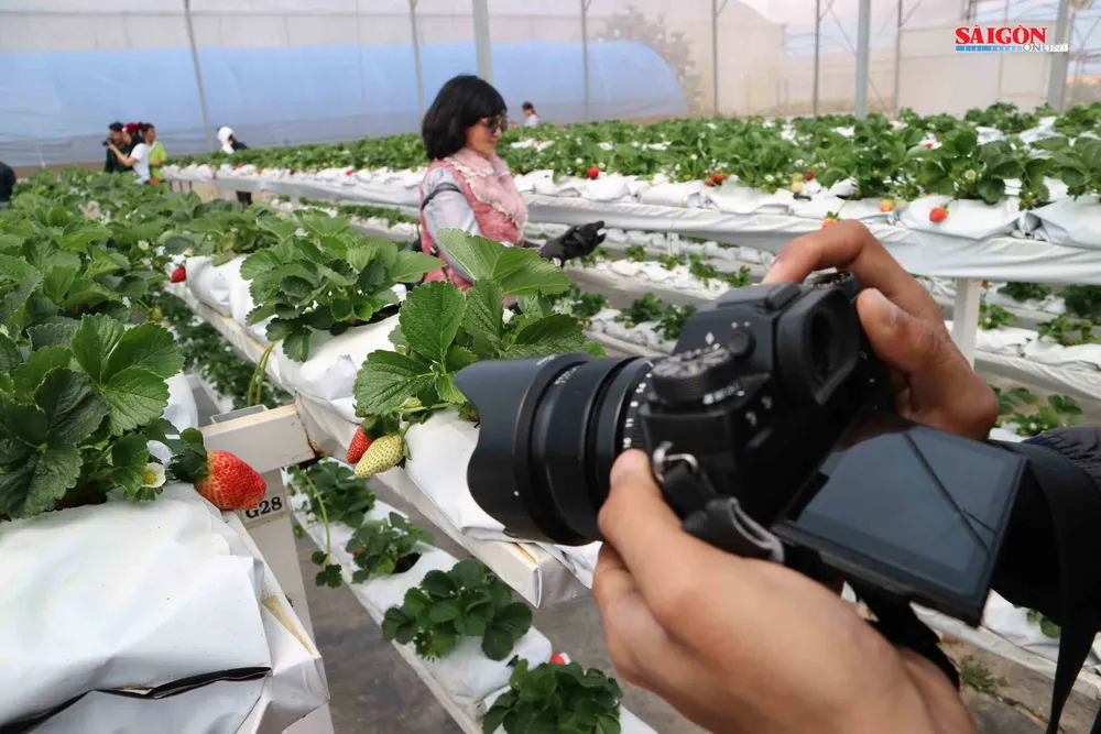 Không gian mới lạ trên vùng trà cổ Cầu Đất - Đà Lạt ảnh 11