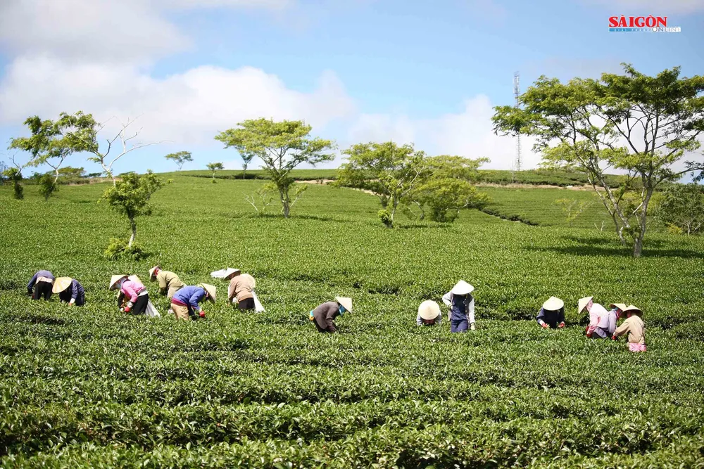 Không gian mới lạ trên vùng trà cổ Cầu Đất - Đà Lạt ảnh 3
