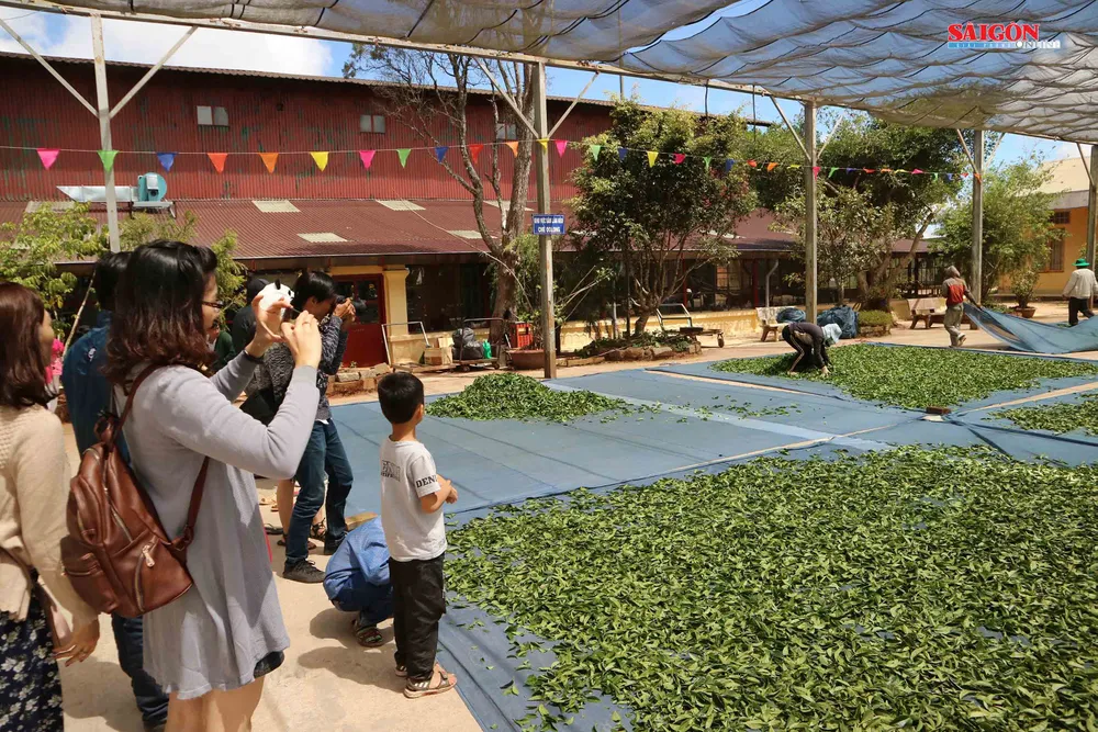 Không gian mới lạ trên vùng trà cổ Cầu Đất - Đà Lạt ảnh 6