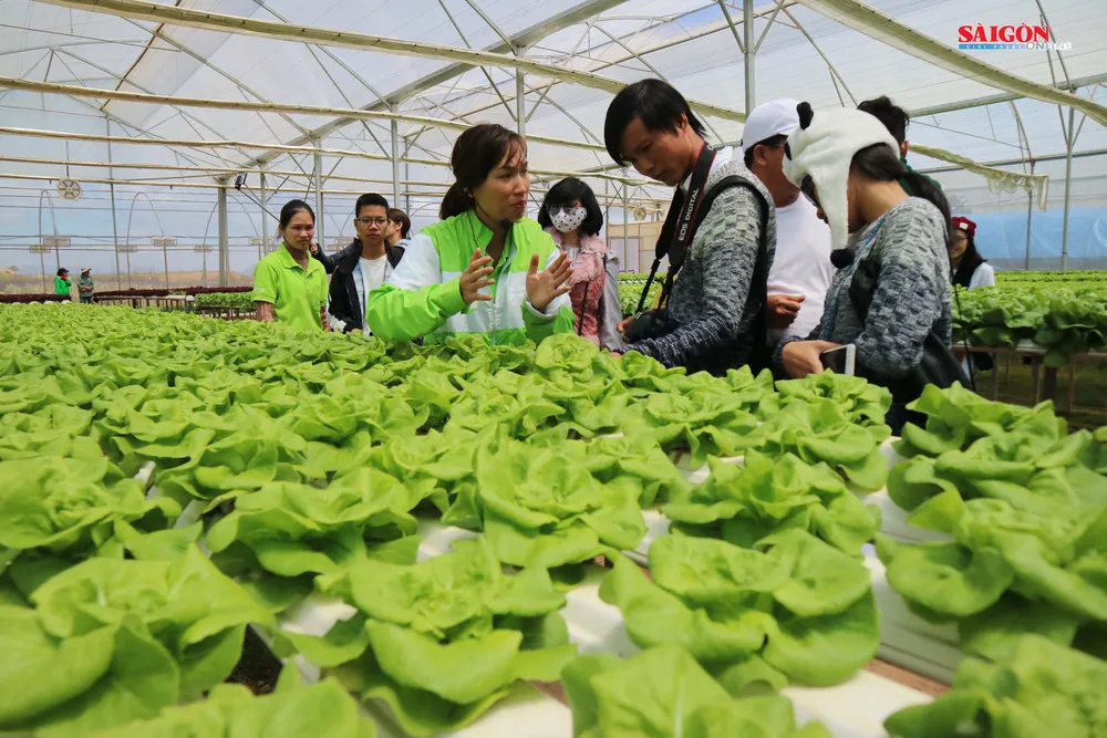 Không gian mới lạ trên vùng trà cổ Cầu Đất - Đà Lạt ảnh 7