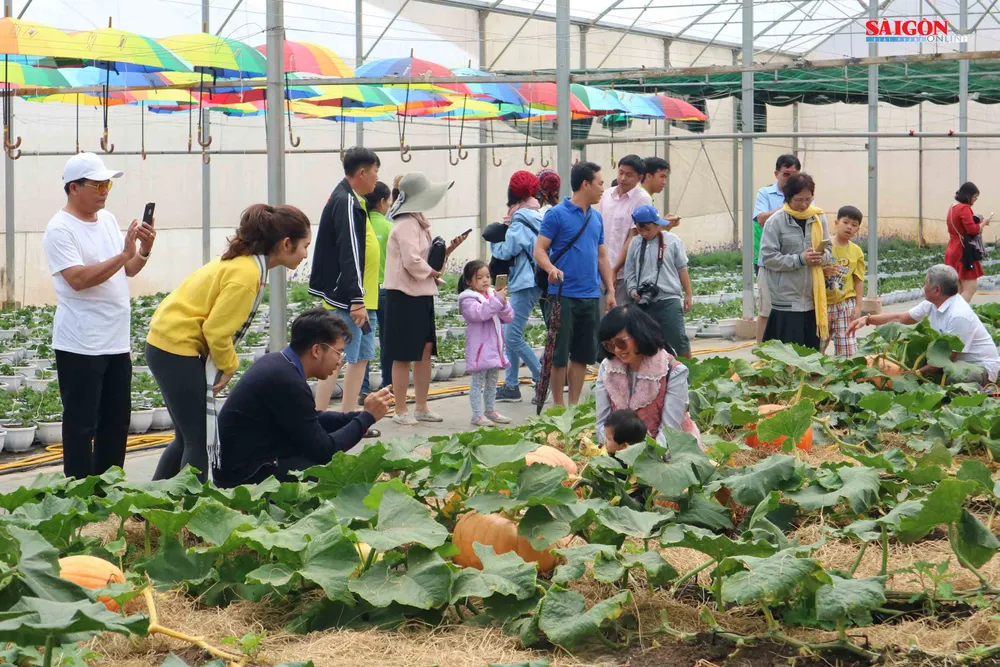 Không gian mới lạ trên vùng trà cổ Cầu Đất - Đà Lạt ảnh 9