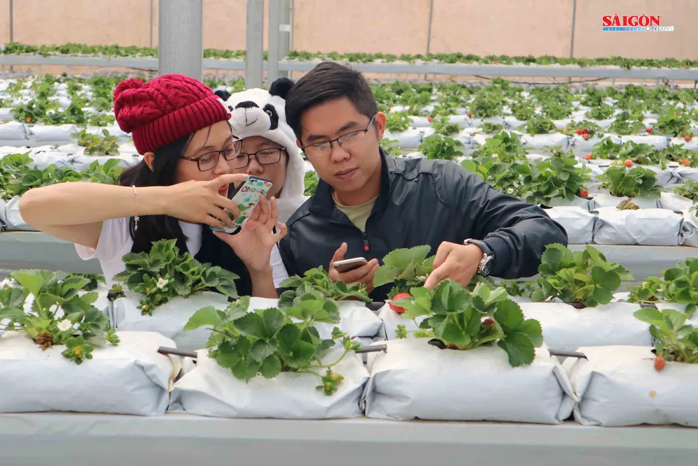 Không gian mới lạ trên vùng trà cổ Cầu Đất - Đà Lạt ảnh 10