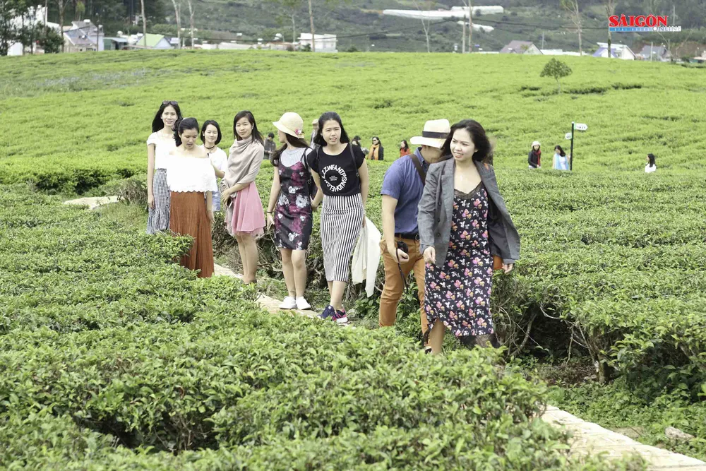 Không gian mới lạ trên vùng trà cổ Cầu Đất - Đà Lạt ảnh 2