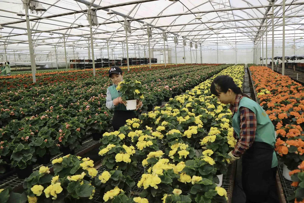 Hà Lan hỗ trợ Lâm Đồng phát triển nông nghiệp bền vững ảnh 1 Hà Lan hỗ trợ Lâm Đồng phát triển nông nghiệp bền vững ảnh 1