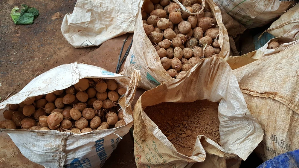 Bắt quả tang trộn đất vào khoai tây Trung Quốc để bán giá cao ảnh 4 Bắt quả tang trộn đất vào khoai tây Trung Quốc để bán giá cao ảnh 4
