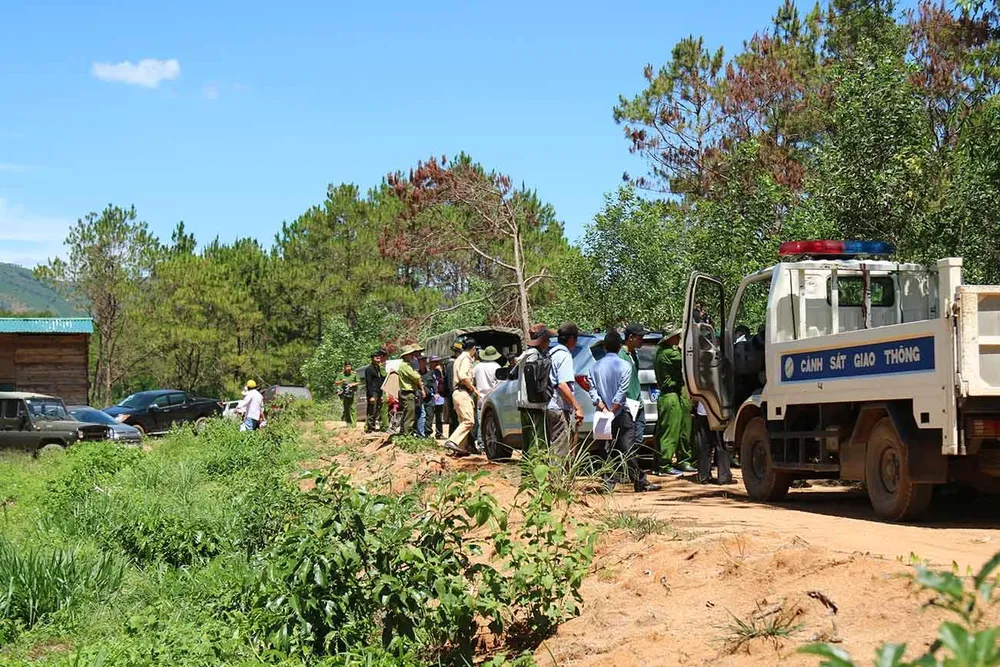 Khởi tố đối tượng chủ mưu phá 10ha rừng thông tại Lâm Đồng ảnh 5