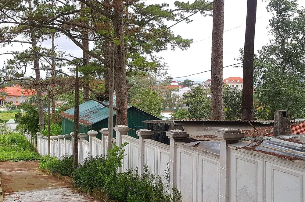 Những cây thông Đà Lạt bị "nhốt" trong nhà ảnh 1