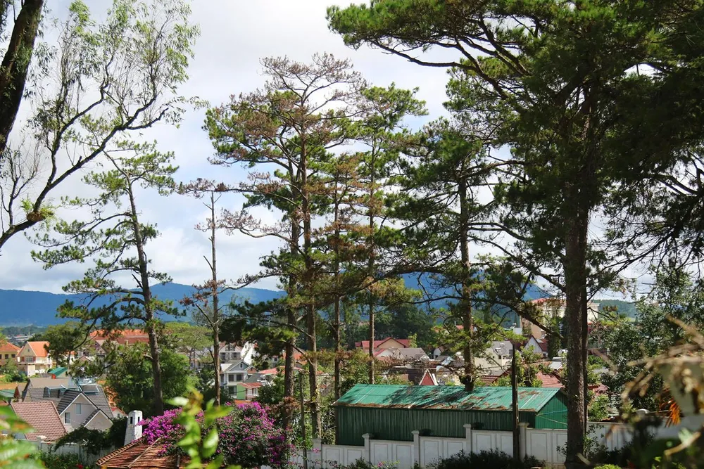 Những cây thông Đà Lạt bị "nhốt" trong nhà ảnh 3