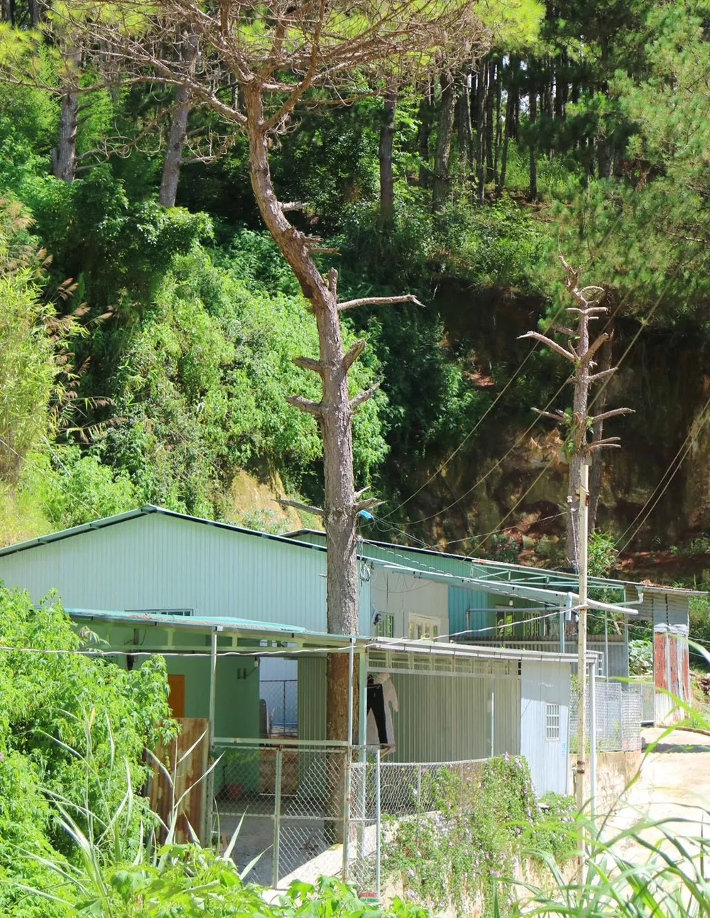 Những cây thông Đà Lạt bị "nhốt" trong nhà ảnh 6