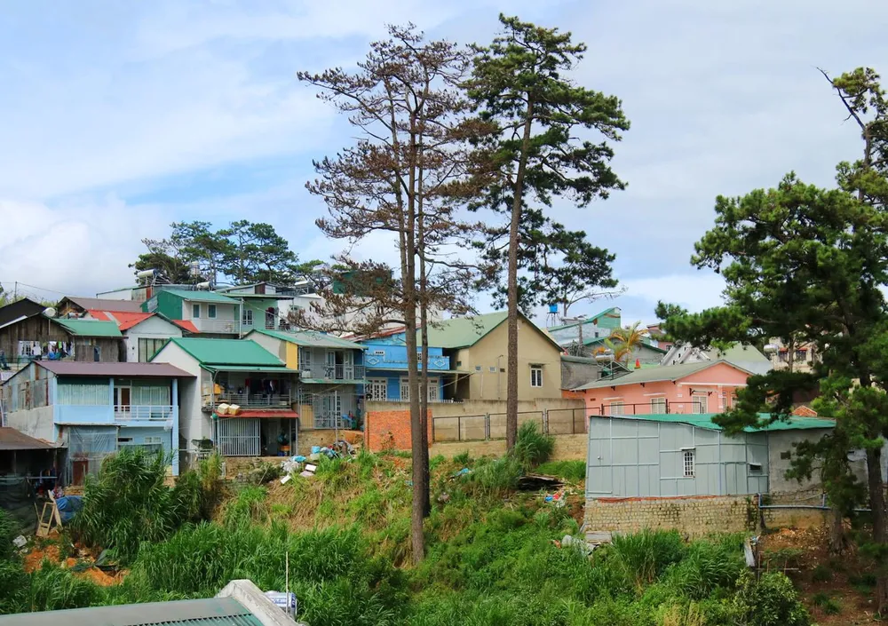 Những cây thông Đà Lạt bị "nhốt" trong nhà ảnh 8