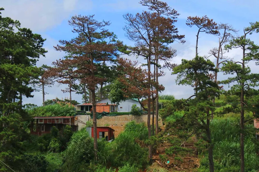 Những cây thông Đà Lạt bị "nhốt" trong nhà ảnh 9