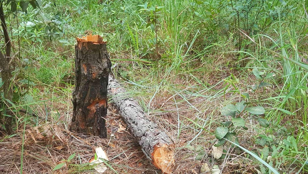 Hàng chục cây thông bị “đầu độc” ở Đà Lạt ảnh 4 Hàng chục cây thông bị “đầu độc” ở Đà Lạt ảnh 4