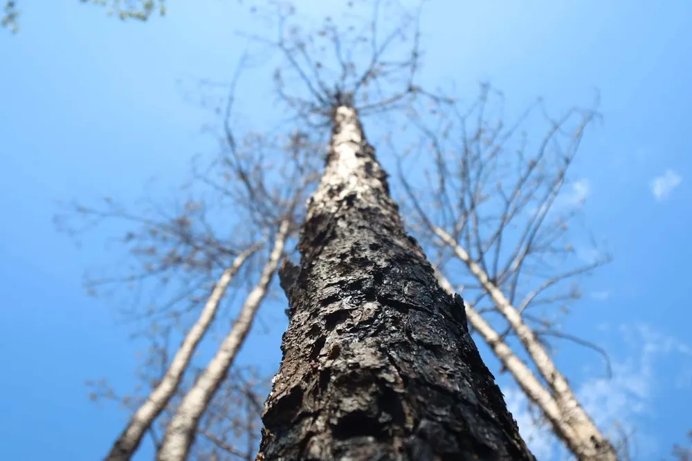 Xử lý trách nhiệm hàng loạt tập thể, cá nhân để xảy ra các vụ phá rừng lớn tại Lâm Đồng ảnh 5