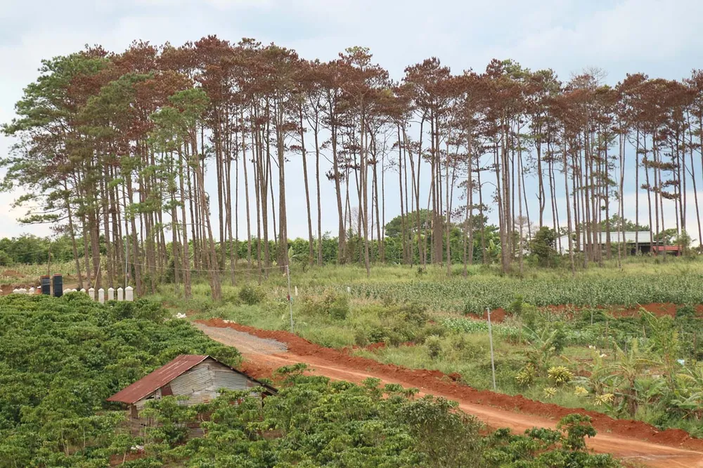 Xử lý trách nhiệm hàng loạt tập thể, cá nhân để xảy ra các vụ phá rừng lớn tại Lâm Đồng ảnh 1