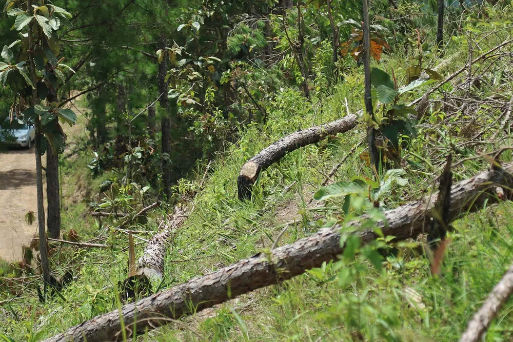 Xử lý trách nhiệm hàng loạt tập thể, cá nhân để xảy ra các vụ phá rừng lớn tại Lâm Đồng ảnh 7