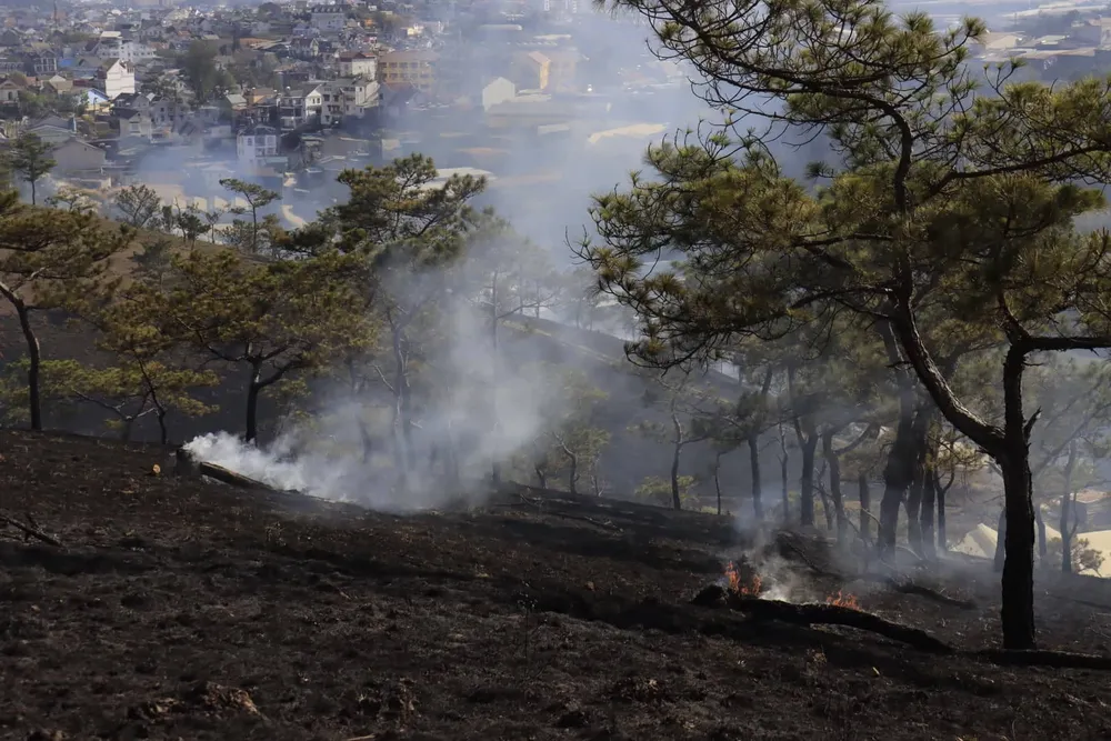 Khống chế đám cháy thực bì tại đồi Nguyễn Hoàng (Đà Lạt) ảnh 4