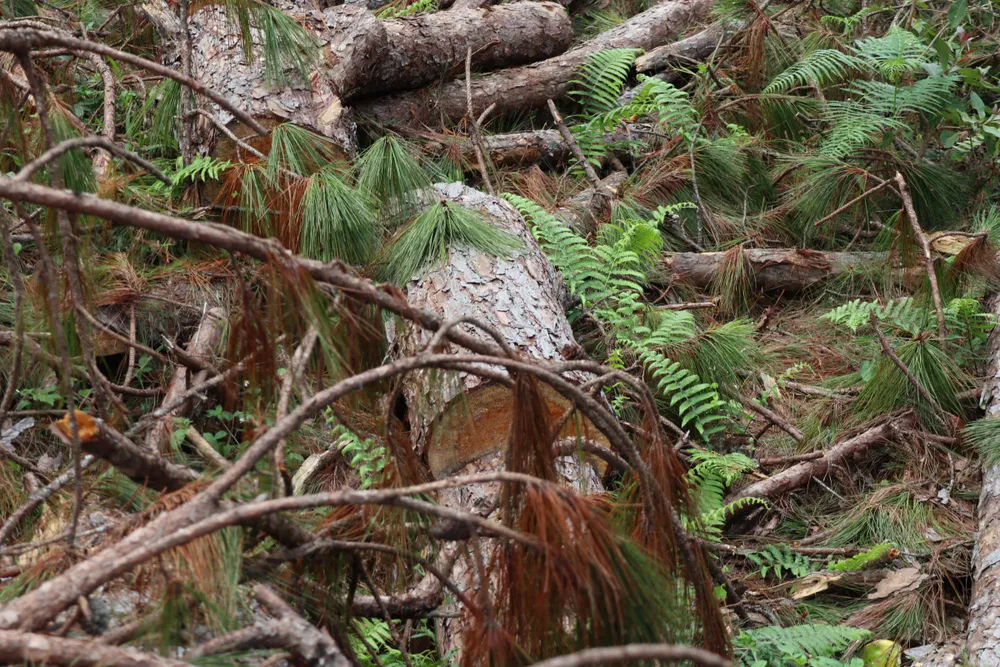 Rừng thông tại Lâm Đồng tiếp tục bị đốn hạ hàng loạt ảnh 5