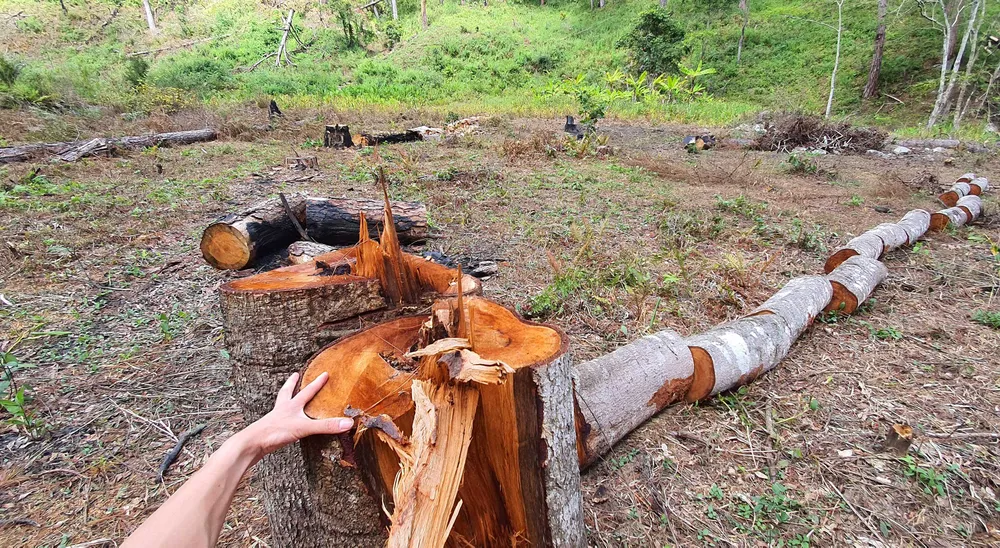 Rừng thông tại Lâm Đồng tiếp tục bị đốn hạ hàng loạt ảnh 7