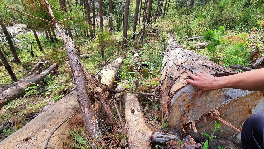 Rừng thông tại Lâm Đồng tiếp tục bị đốn hạ hàng loạt ảnh 4