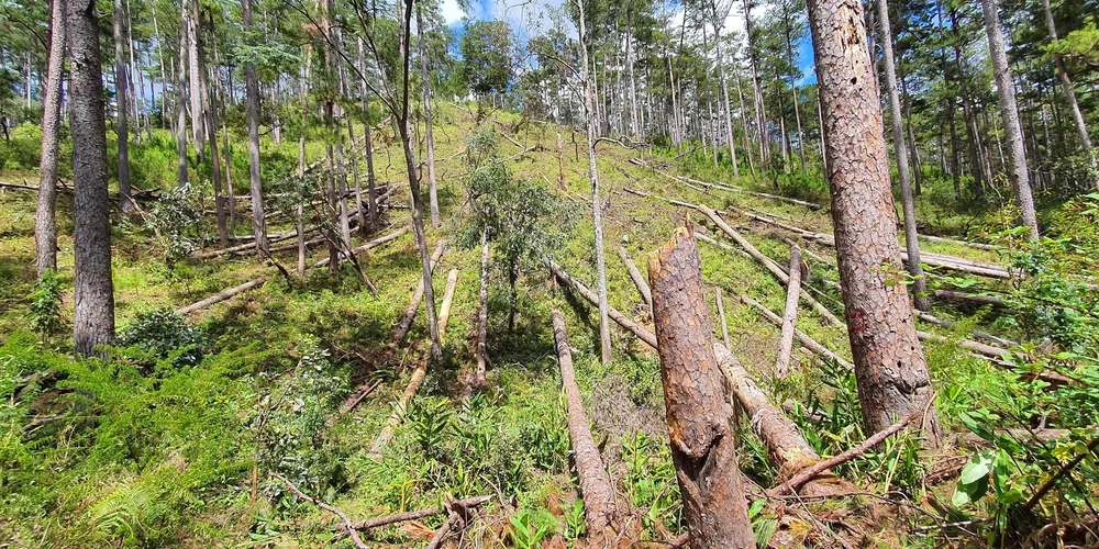 Rừng thông tại Lâm Đồng tiếp tục bị đốn hạ hàng loạt ảnh 1