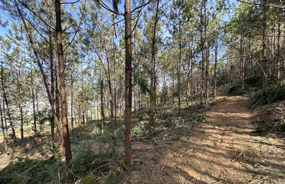 Hiện trạng nơi đây là rừng sản xuất, chủ yếu là thông trồng từ năm 2002. Ảnh: ĐOÀN KIÊN