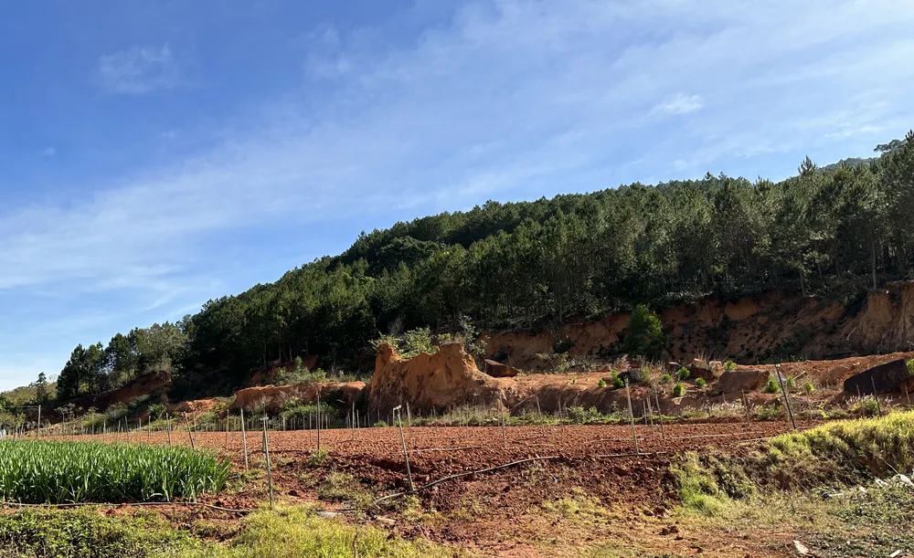 Vị trí khu tái định canh đất sản xuất cho các hộ dân thuộc một phần tiểu khu 278A xã Hiệp An, tiếp giáp với khu sản xuất hiện hữu. Ảnh: ĐOÀN KIÊN