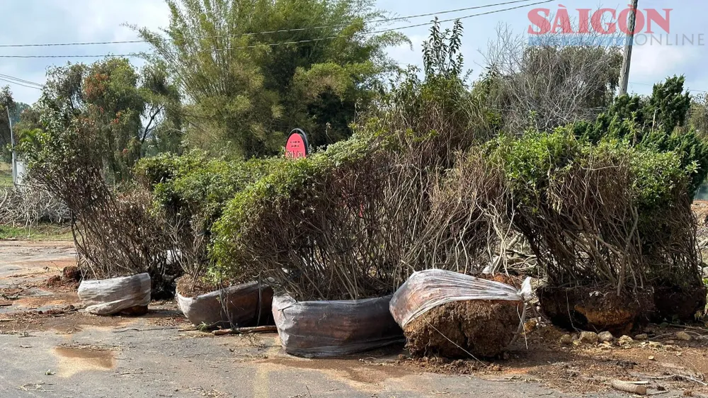 Hiện cây cối của Hội sinh vật cảnh tỉnh Lâm Đồng đã được đưa ra khỏi ốc đảo Bích Câu. Ảnh: ĐOÀN KIÊN